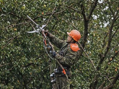 Tree and shrub care